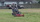 Easy Lawn mowing in action.