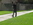 Easy Lawn edges a sidewalk.